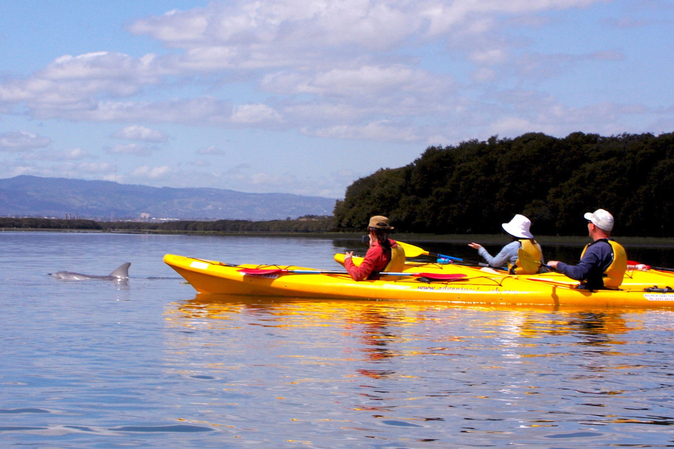 Dolphin Sanctuary and Ships Graveyard Kayak Tour w0WjXbOn