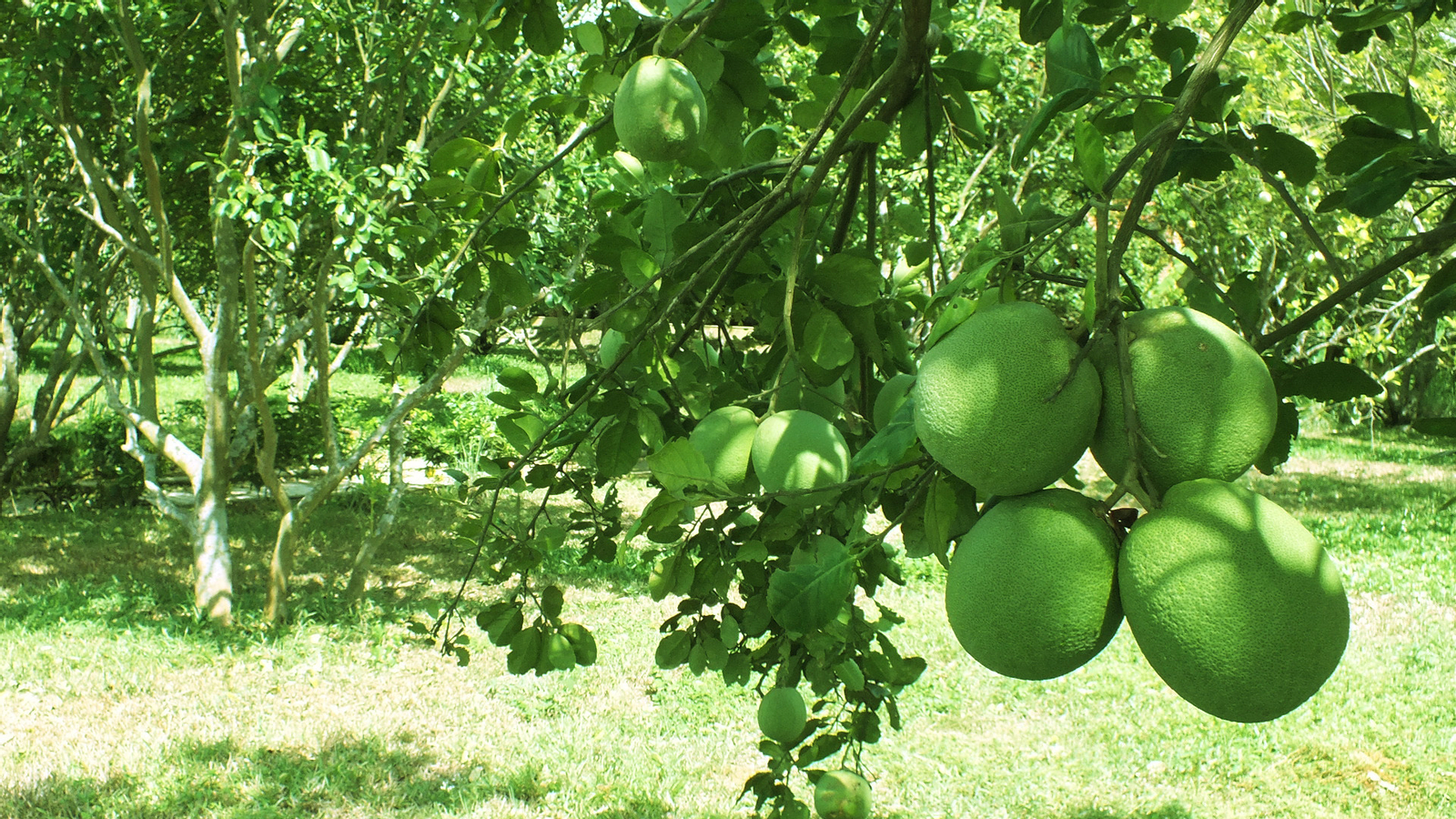 Thuy Bieu Eco Village Private Half Day Tour yEuVJKWF