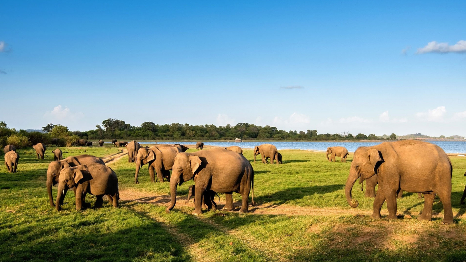 Minneriya National Park Safari Drive from Trincomalee idn9Y2mq