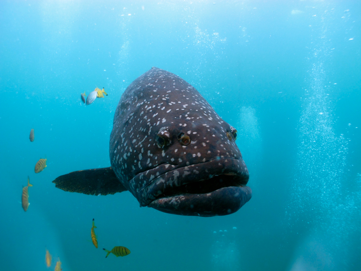 Swimming with Humpback Whales and Snorkelling in Ningaloo Reef from Exmouth lWBrDbgA