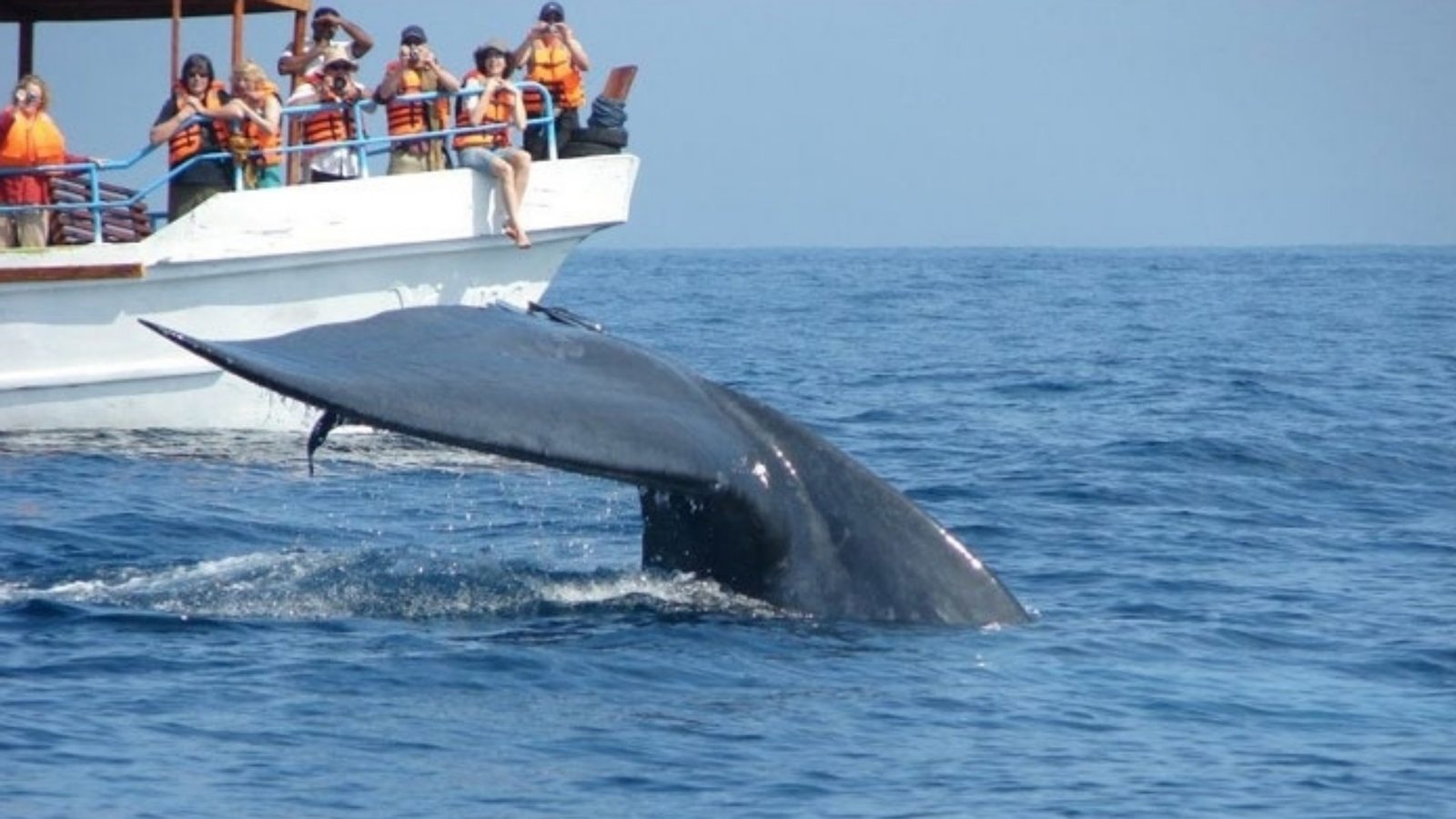 Whale and Dolphin Watching in Mirissa CLmytHN3