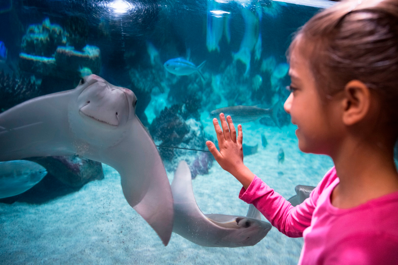 SEA LIFE Munich Admission Ticket iFBuOuVV