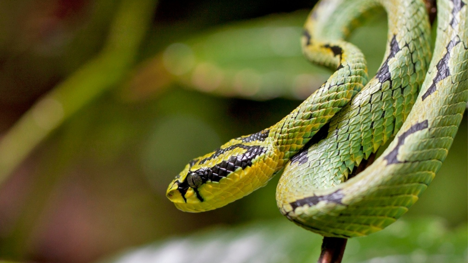 Mangrove River Safari Experience in Bentota BBWBUF8X