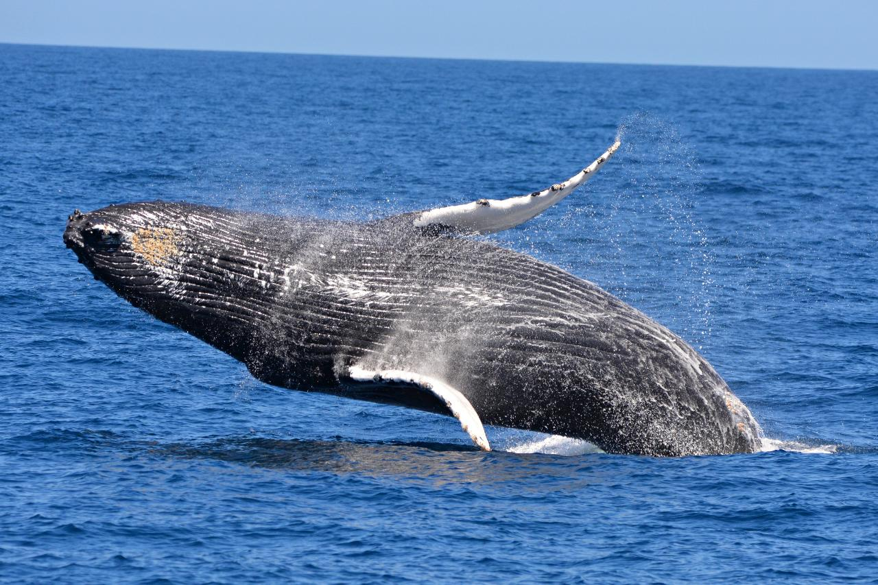 Whale Watching Experience from Perth zCUXq4dg
