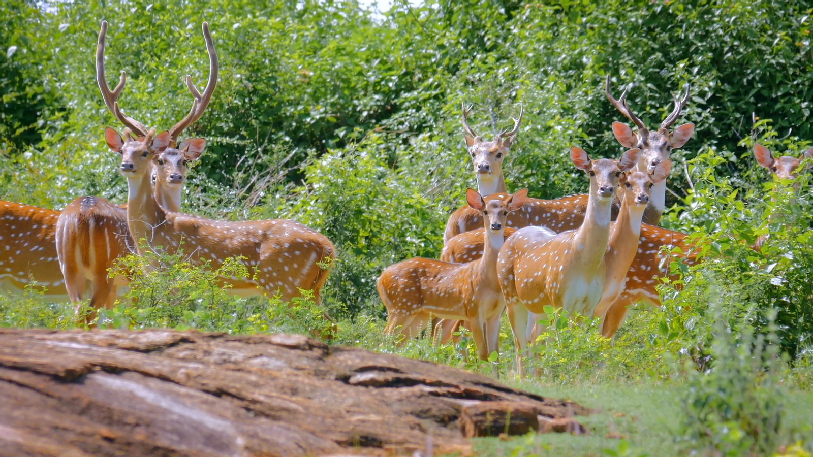 Yala National Park Safari Day Tour from Ella u14vy45o