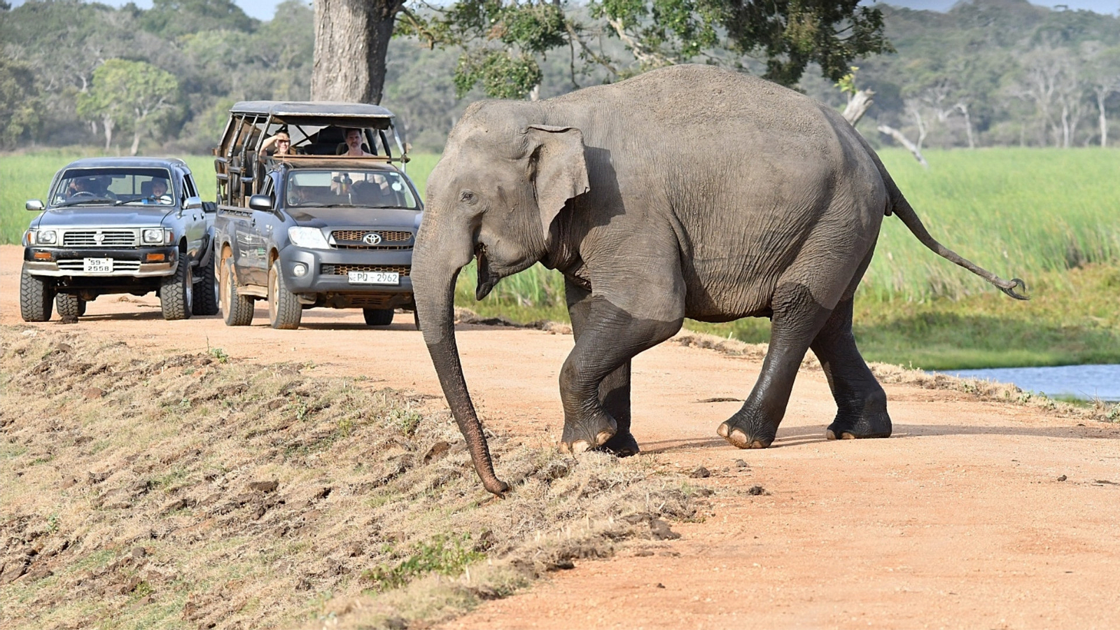 Wilpattu National Park Safari Drive from Trincomalee zCcXfiuP