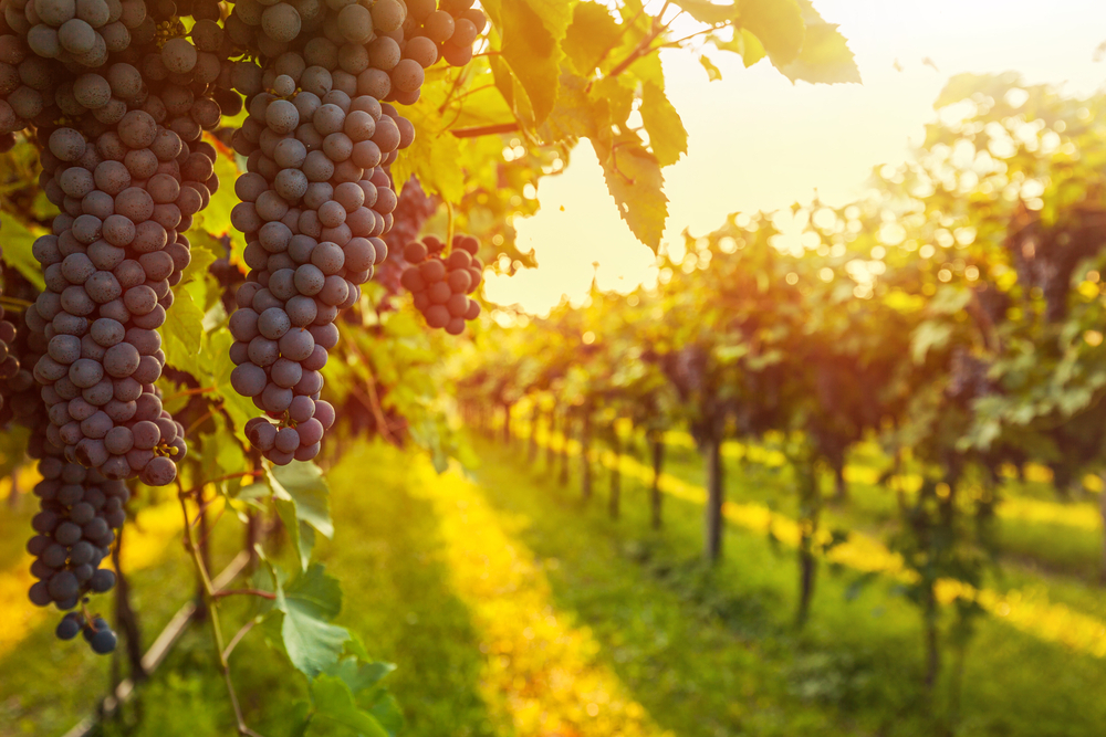 Sunset Siena and Chianti Wine Tour with Dinner from Florence 9pC2xvUT