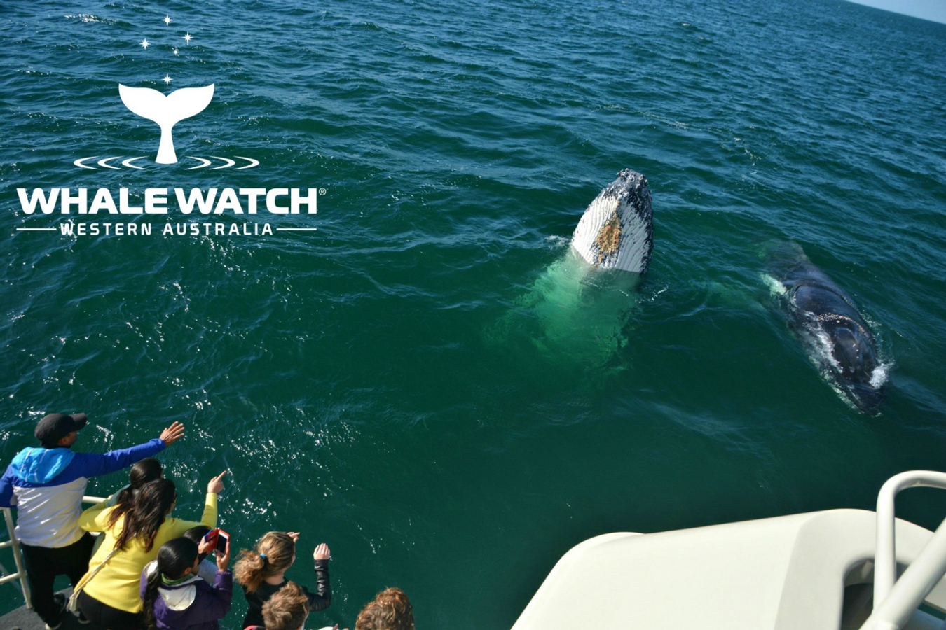 Whale Watching Experience from Perth 0gijZ94T-backdrop