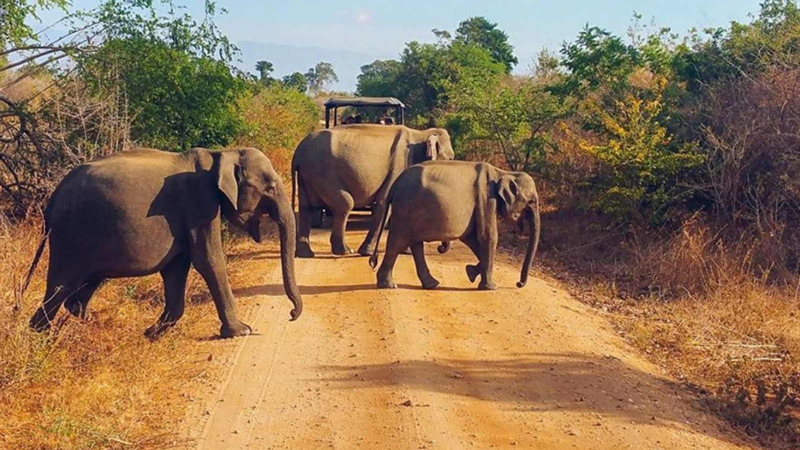 Udawalawe National Park Safari Experience from Mirissa YijSaRt9