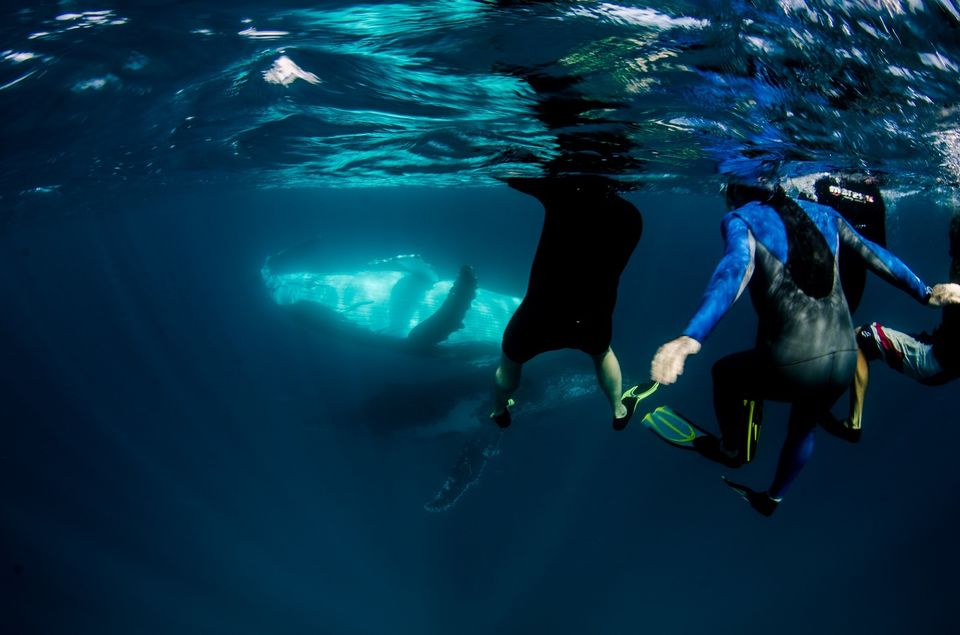 Swimming with Humpback Whales and Snorkelling in Ningaloo Reef from Exmouth g3RZDsku-backdrop