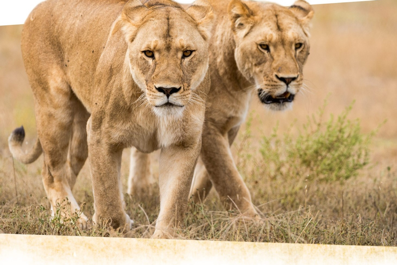Monarto Safari Park Ticket JI0JvcrP