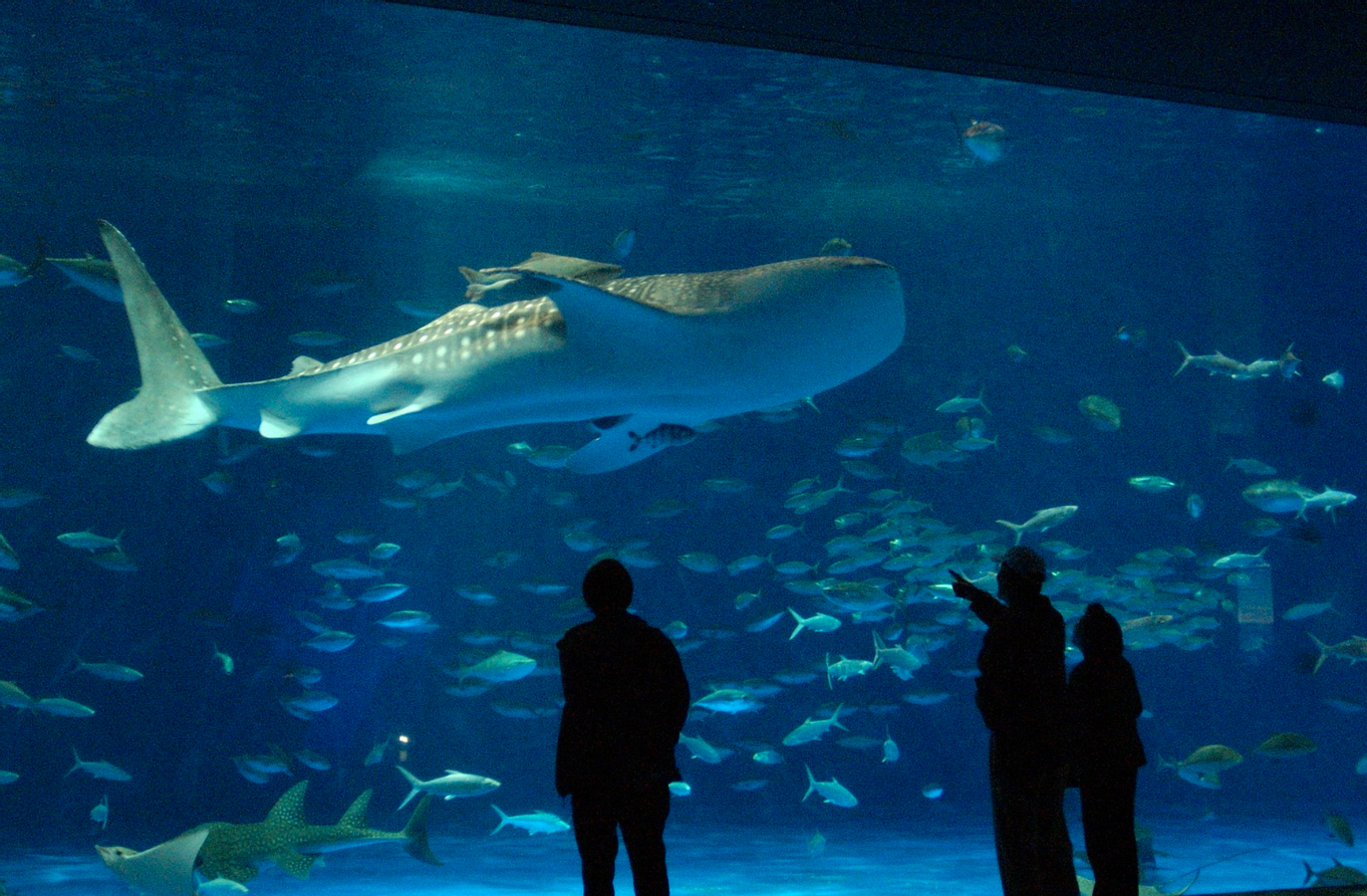 Kagoshima City Aquarium Ticket in Kyushu KHmmEcl2