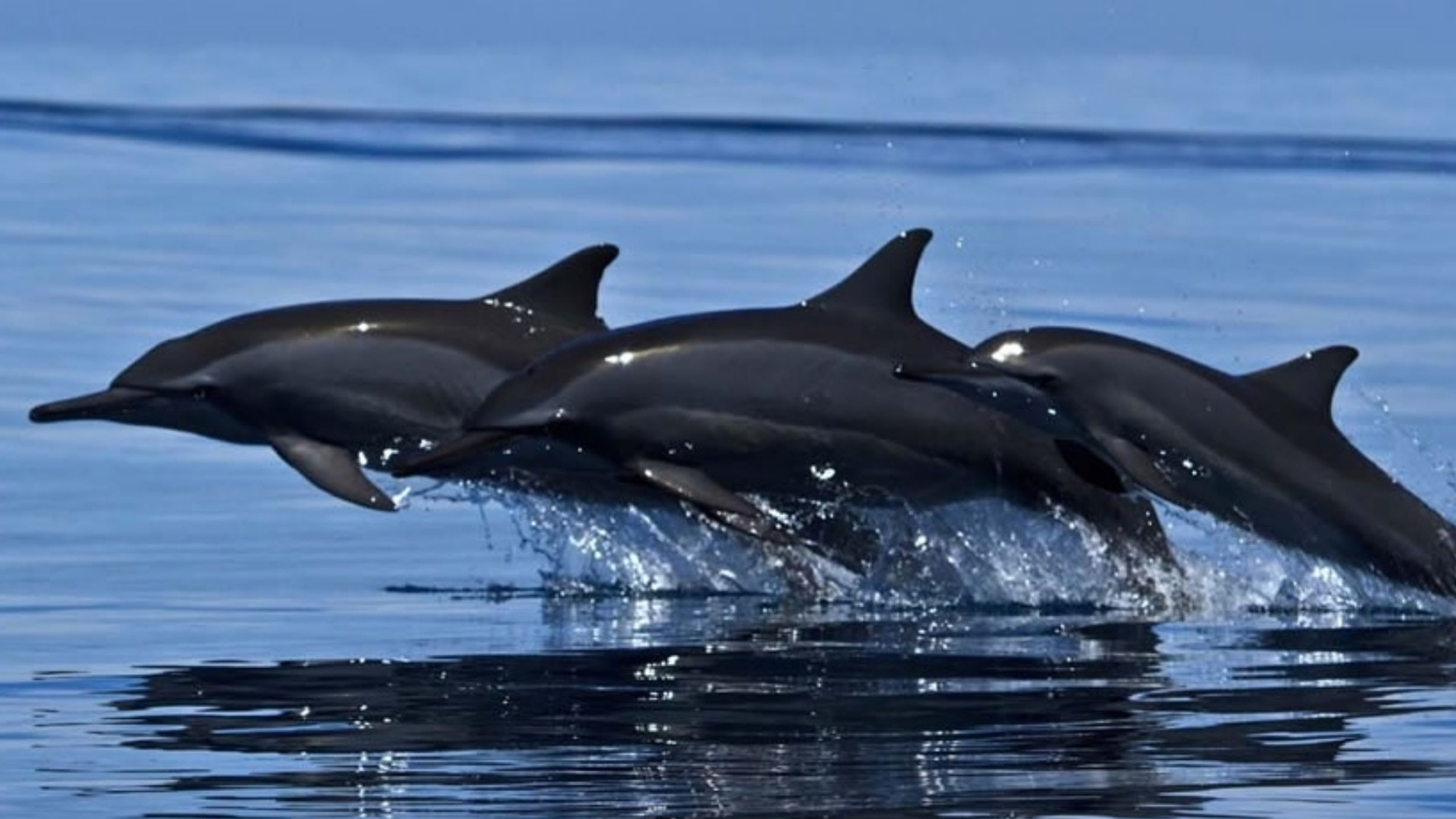 Whale and Dolphin Watching Experience in Trincomalee ZU5eeFNi