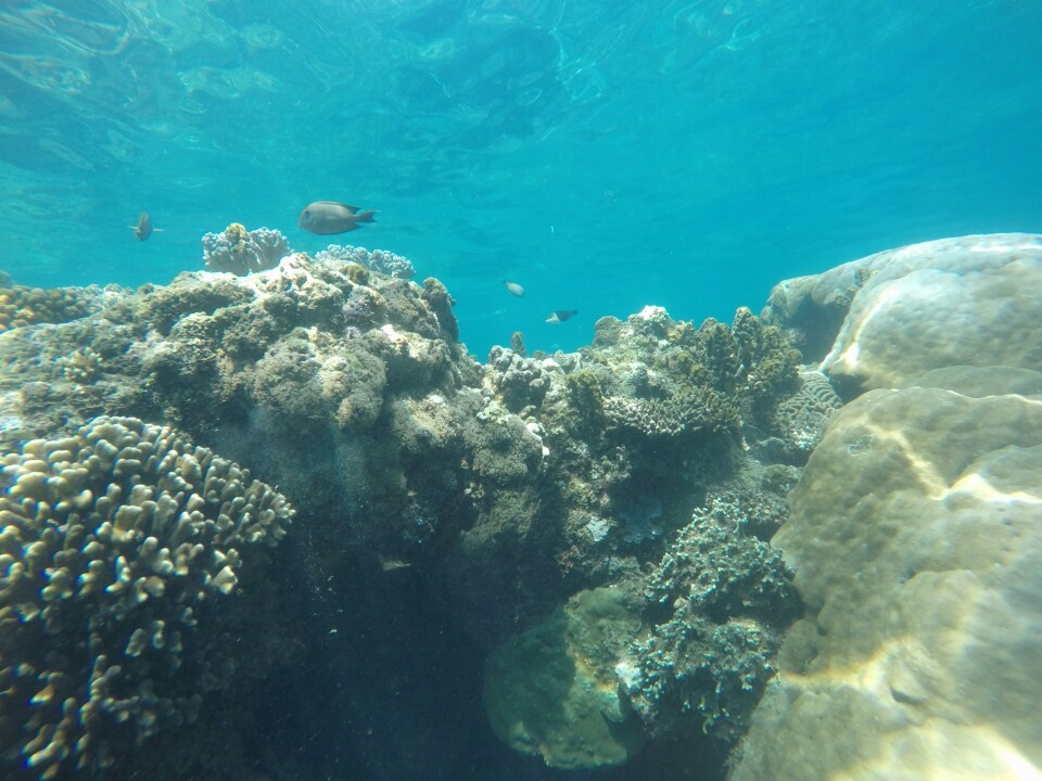 Snorkeling at Labuhan Amuk Beach 0kYJPMZ4