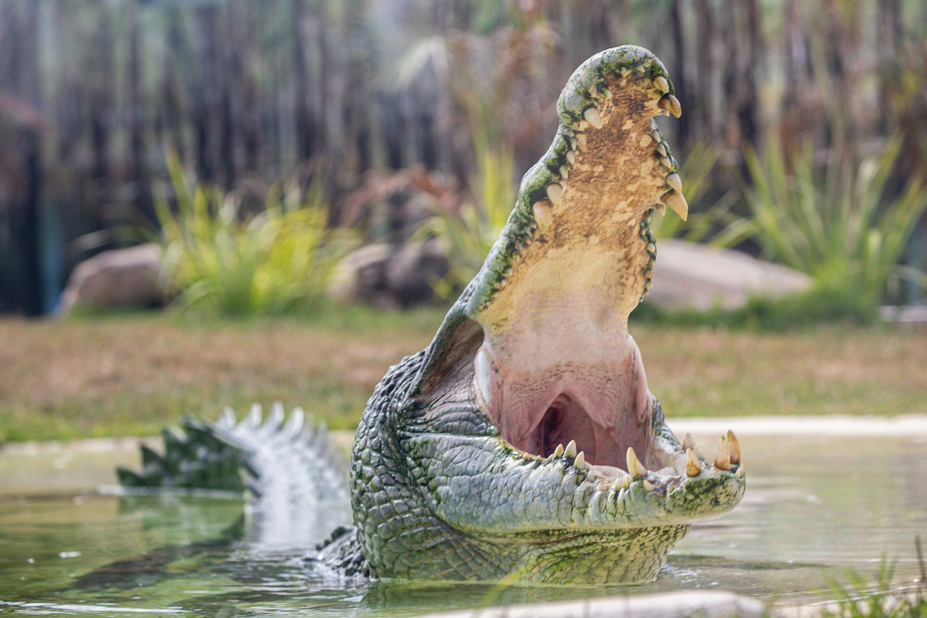 Sydney Zoo Ticket tZcwFRHL