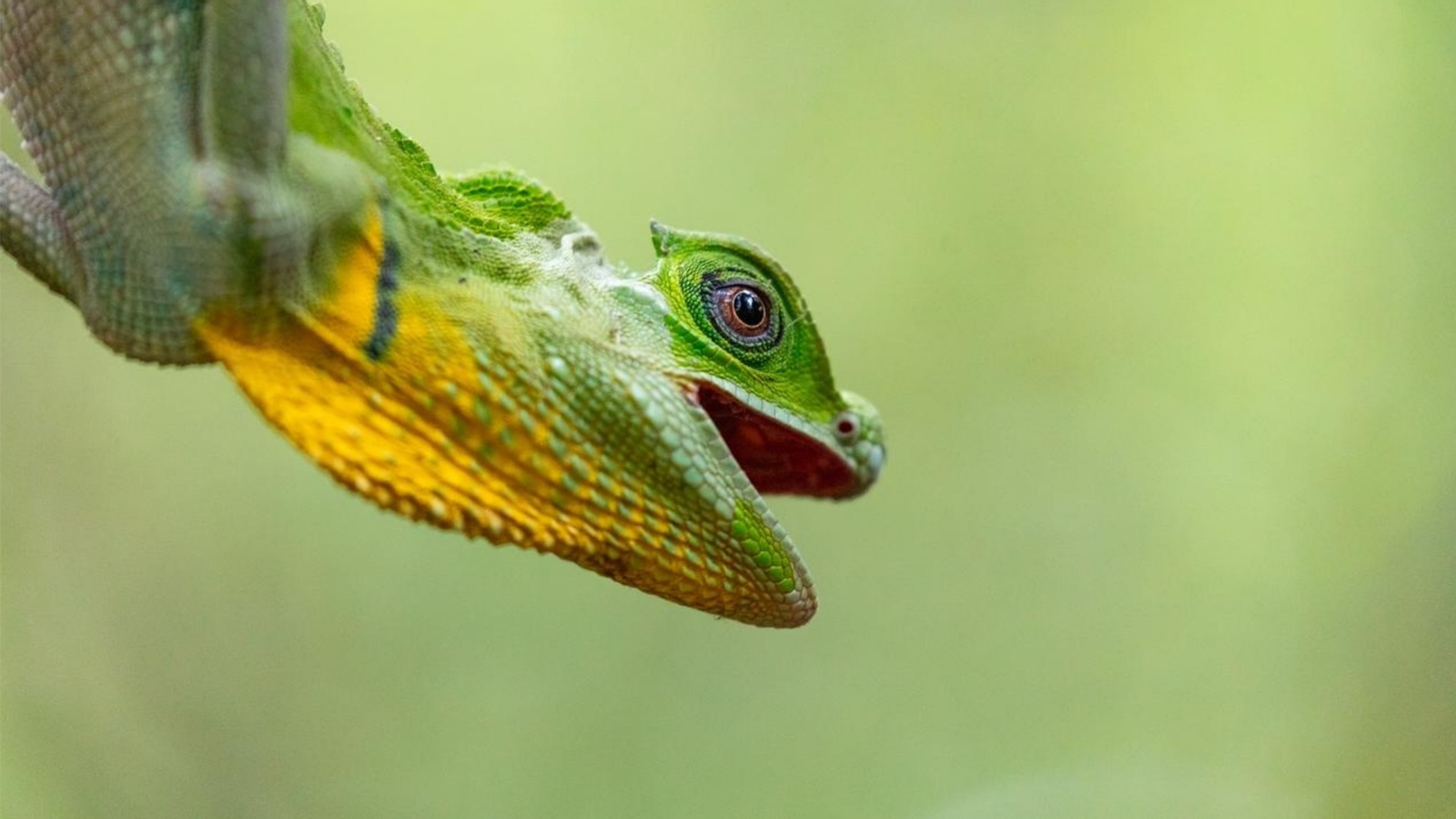 Sinharaja Forest Reserve Private Tour from Bentota yntaKcSd