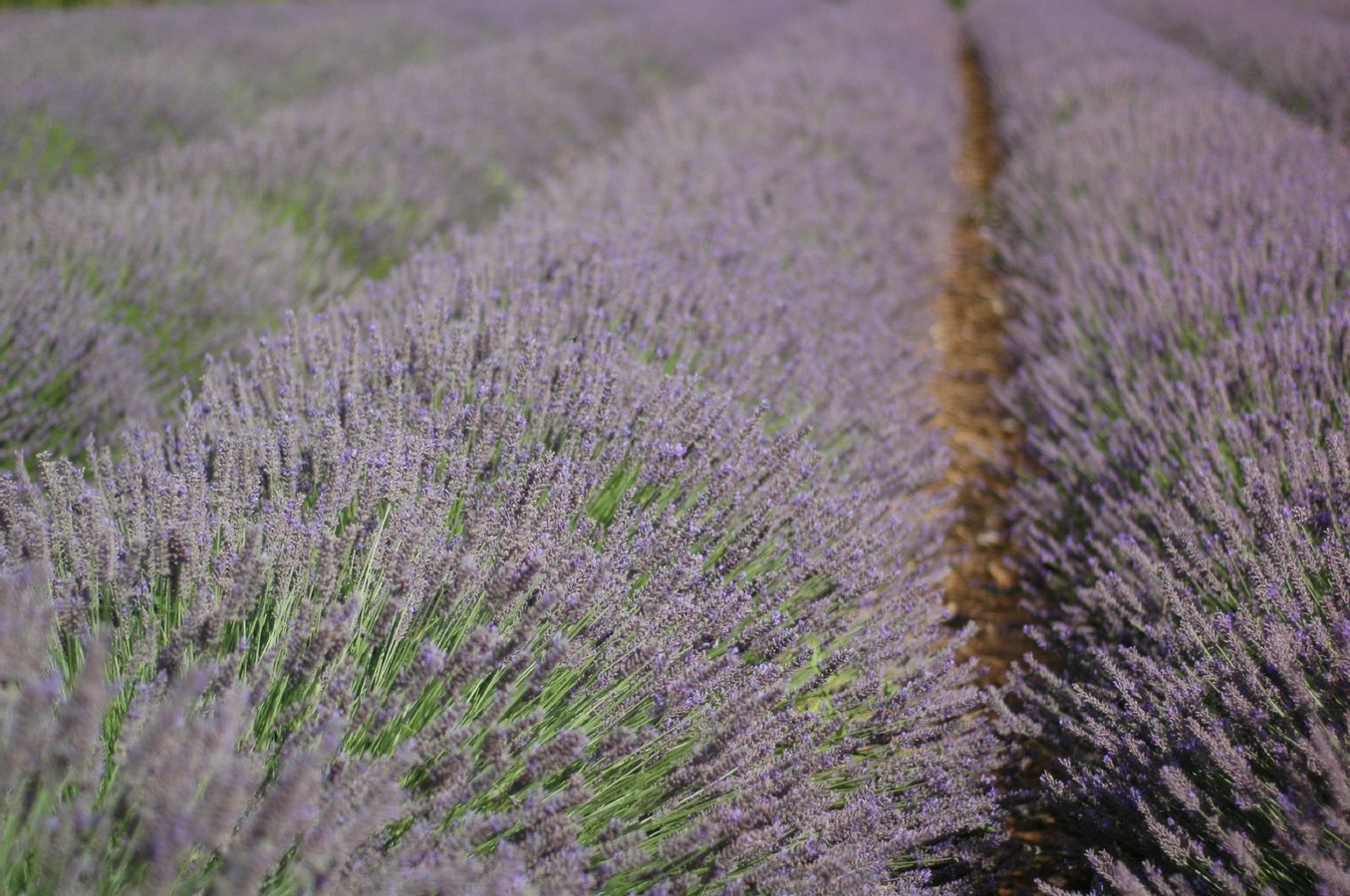 Lavender Full-Day Tour Sault ypEWlZB3