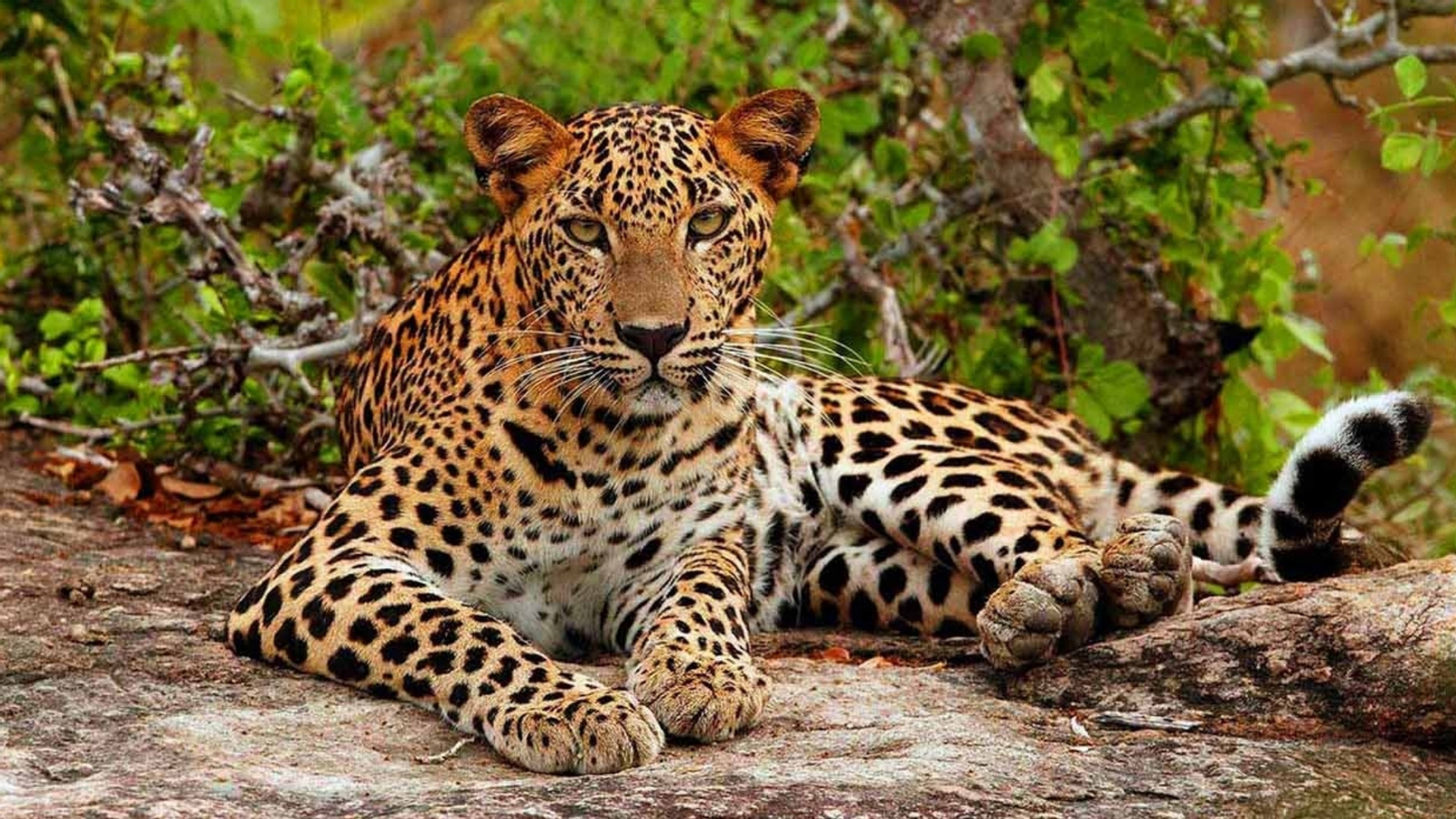 Yala National Park Safari Day Tour from Ella 6AfUo9E0