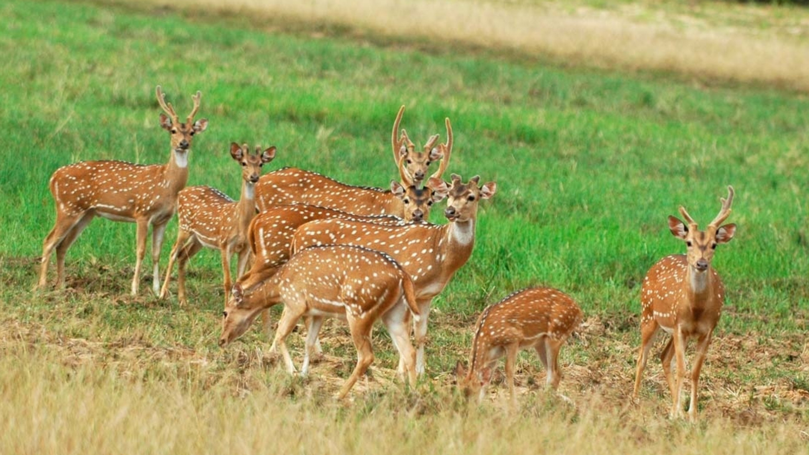Minneriya National Park Safari Drive from Trincomalee tJRdXi0K