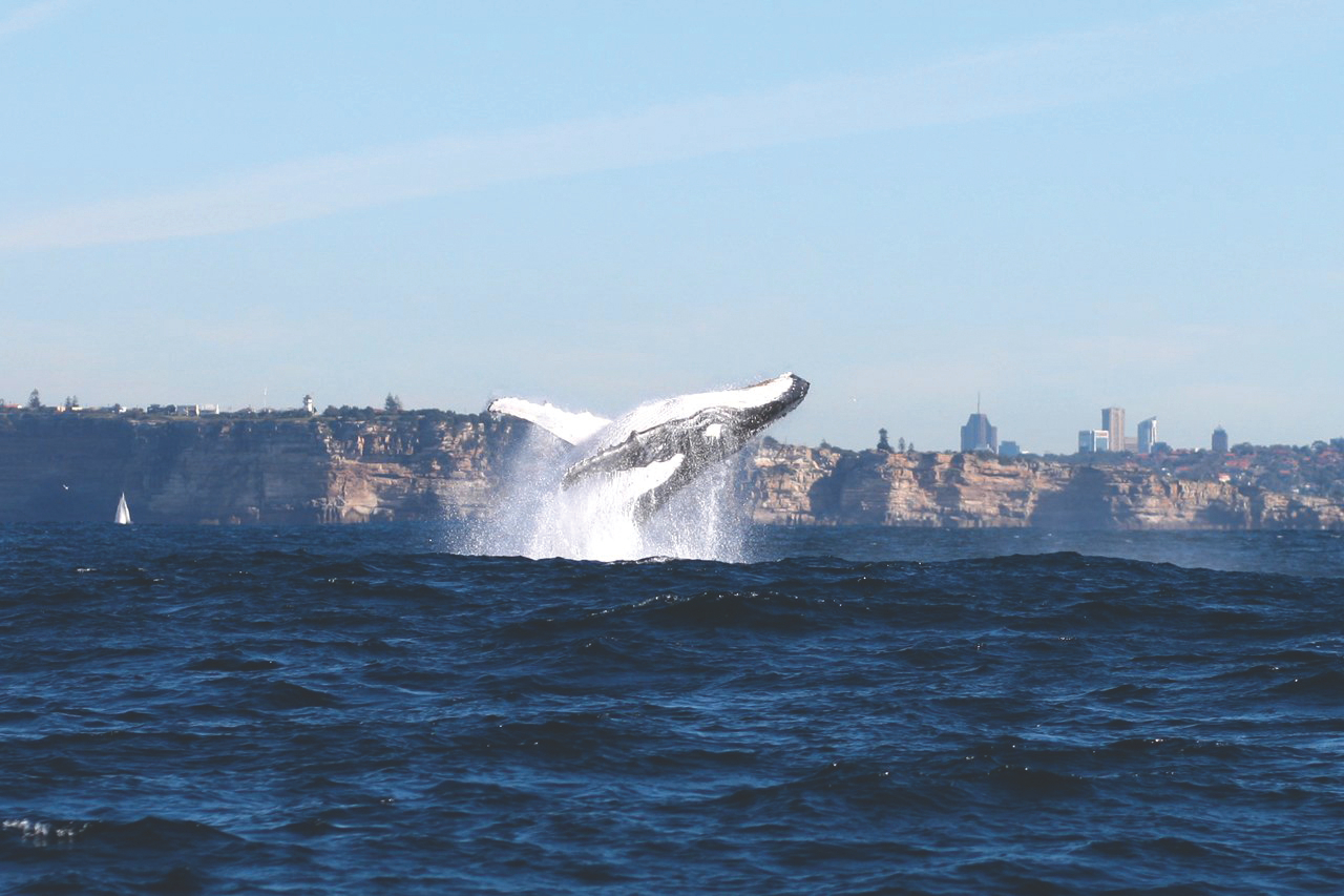Sydney Whale Watching Cruise by Captain Cook FGYJrndI