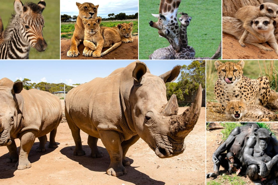Monarto Safari Park Ticket nF3FxRnY