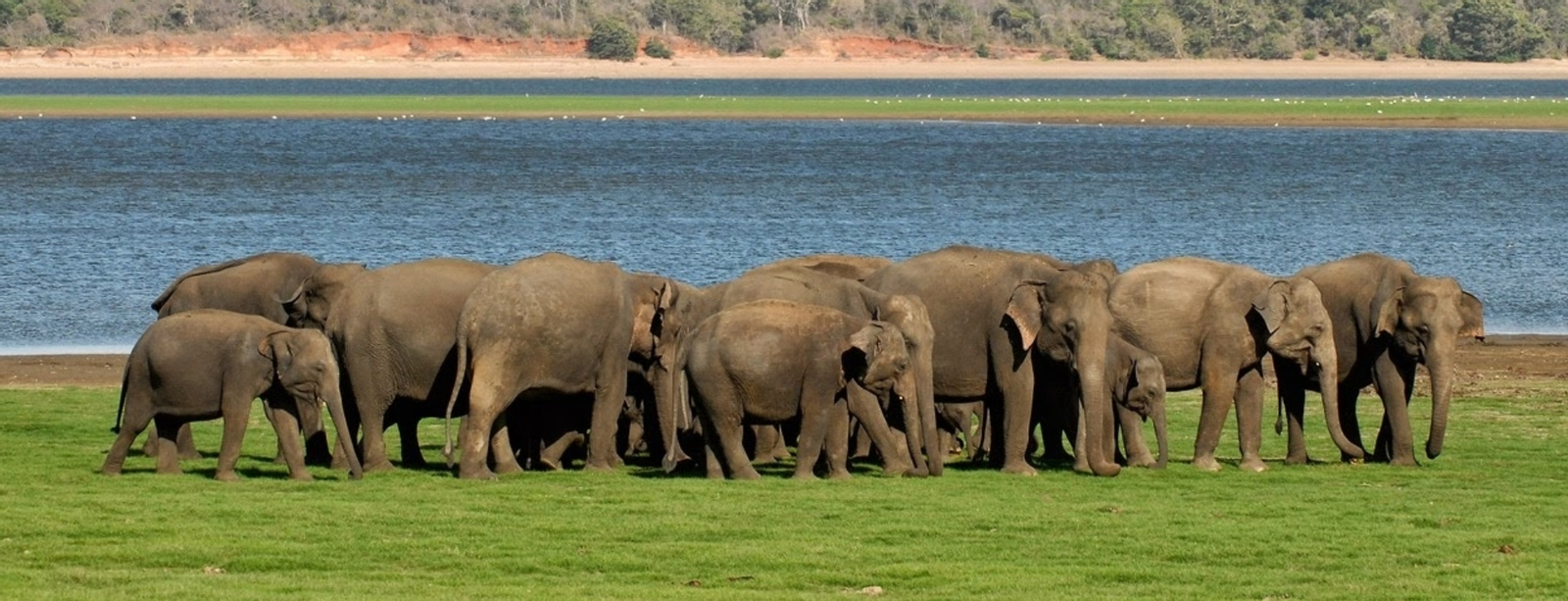 Minneriya National Park Safari Drive from Trincomalee tQVFDb6I