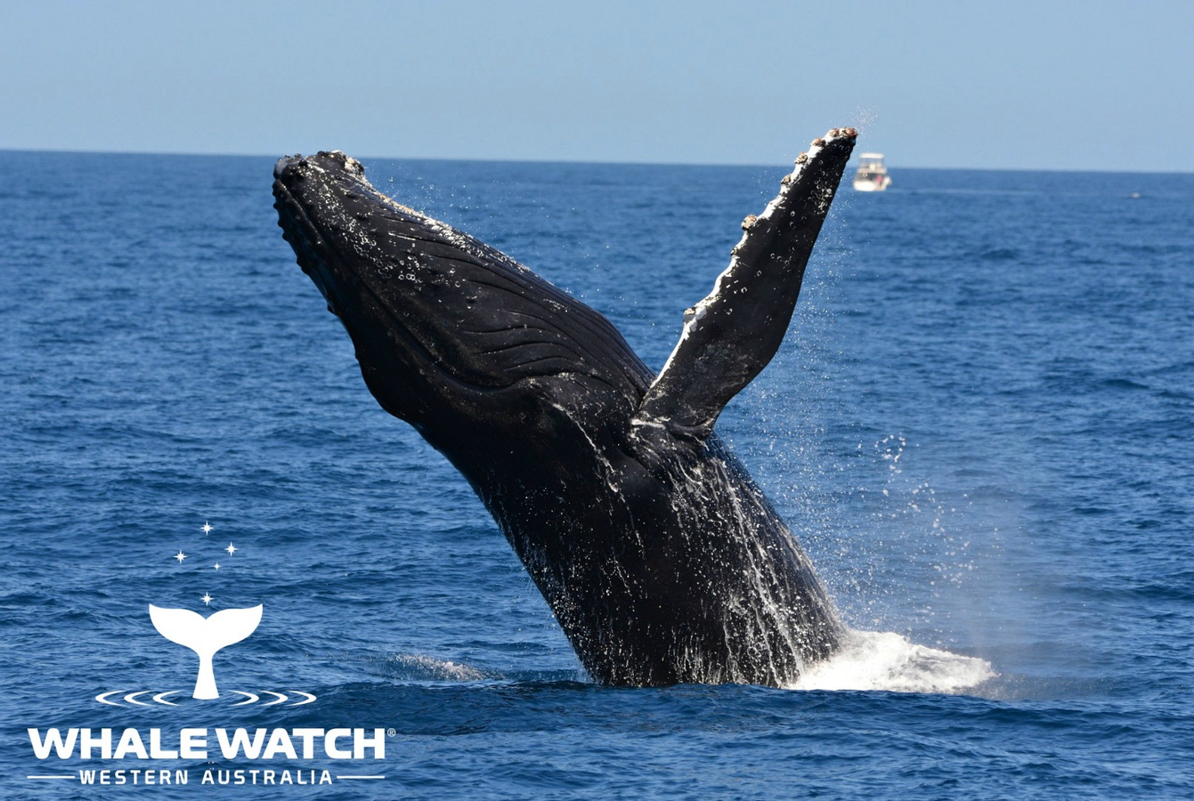 Whale Watching Experience from Perth nvh7Lq0K