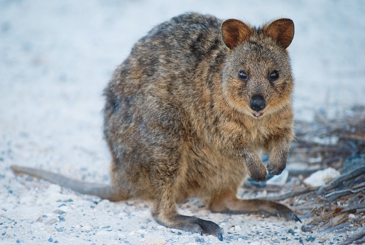 Rottnest Island Fortress Adventure Segway Tour from Fremantle 7v4riq5o