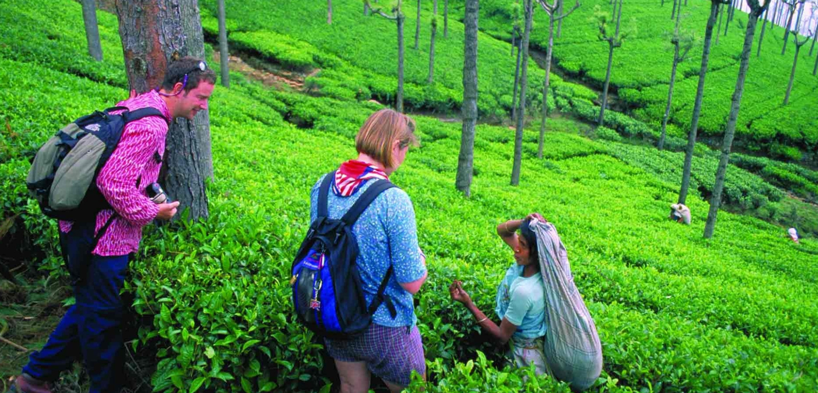 Nuwara Eliya Private Day Tour from Ella L9bVJ2aI