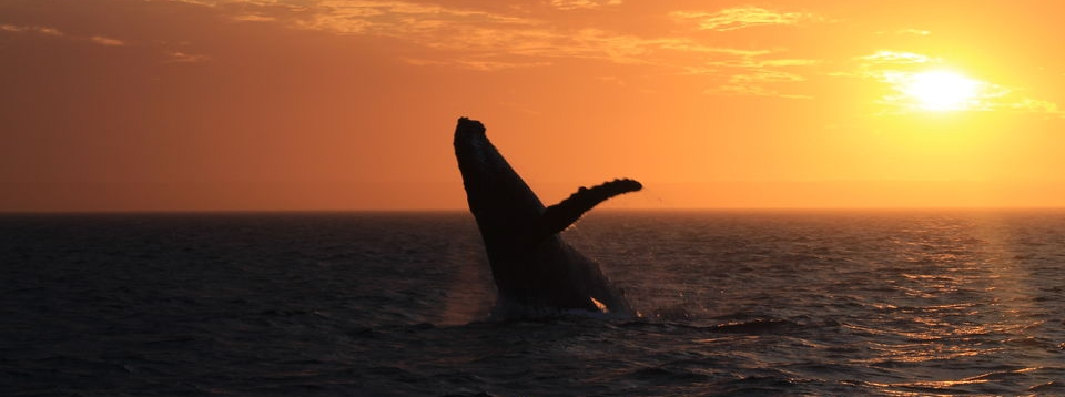 Sunset Whale Watching Cruise from Exmouth JilnJjHO