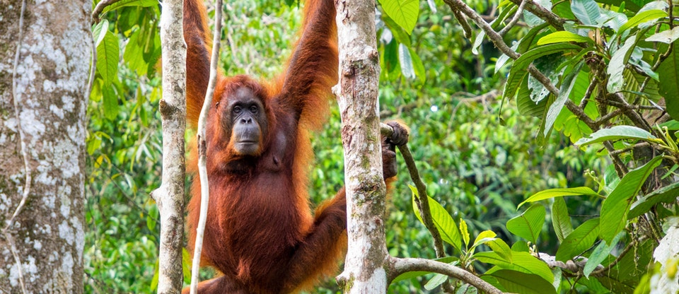 Semenggoh Wildlife Centre Half Day Trip from Kuching sbPLM23x