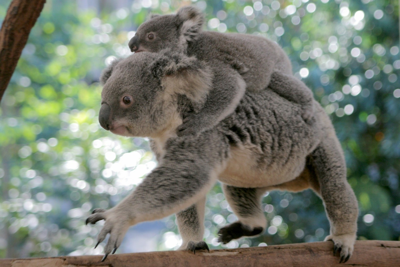 Brisbane River Cruise with Lone Pine Koala Sanctuary Admission HWHHadXi