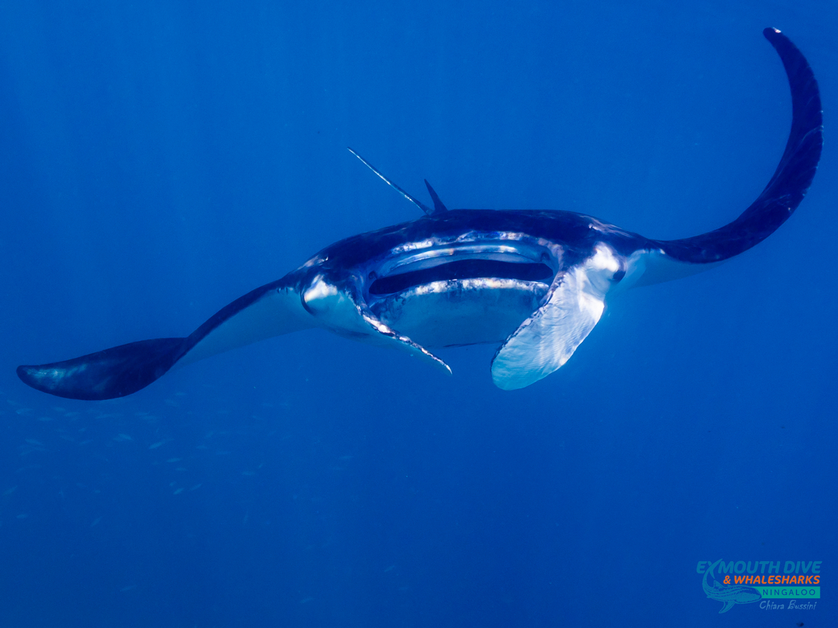 Swimming with Humpback Whales and Snorkelling in Ningaloo Reef from Exmouth ymWpEKxs