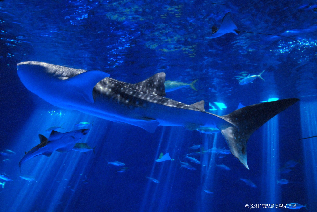 Kagoshima City Aquarium Ticket in Kyushu 1eOgNOZZ