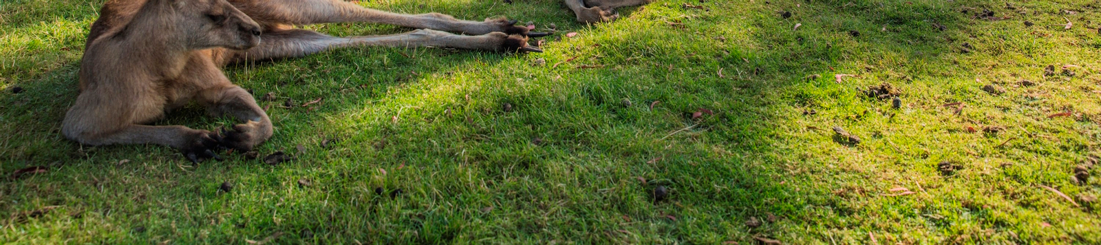 3D Tasmanian Highlight Tour: Hobart, Port Arthur, & Bruny Island 0zUiHdYq-backdrop