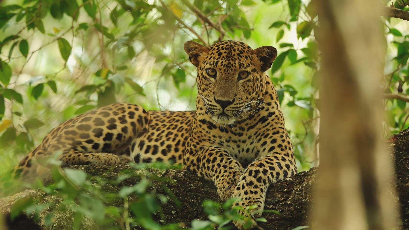 Wilpattu National Park Safari Drive from Trincomalee sWMmIZ7f