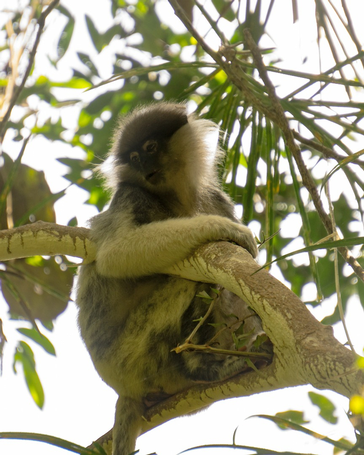 Sinharaja Forest Reserve Hike from Mirissa qy1wo68v