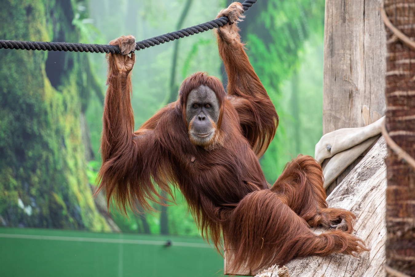 Sydney Zoo Ticket Qei2QyMi
