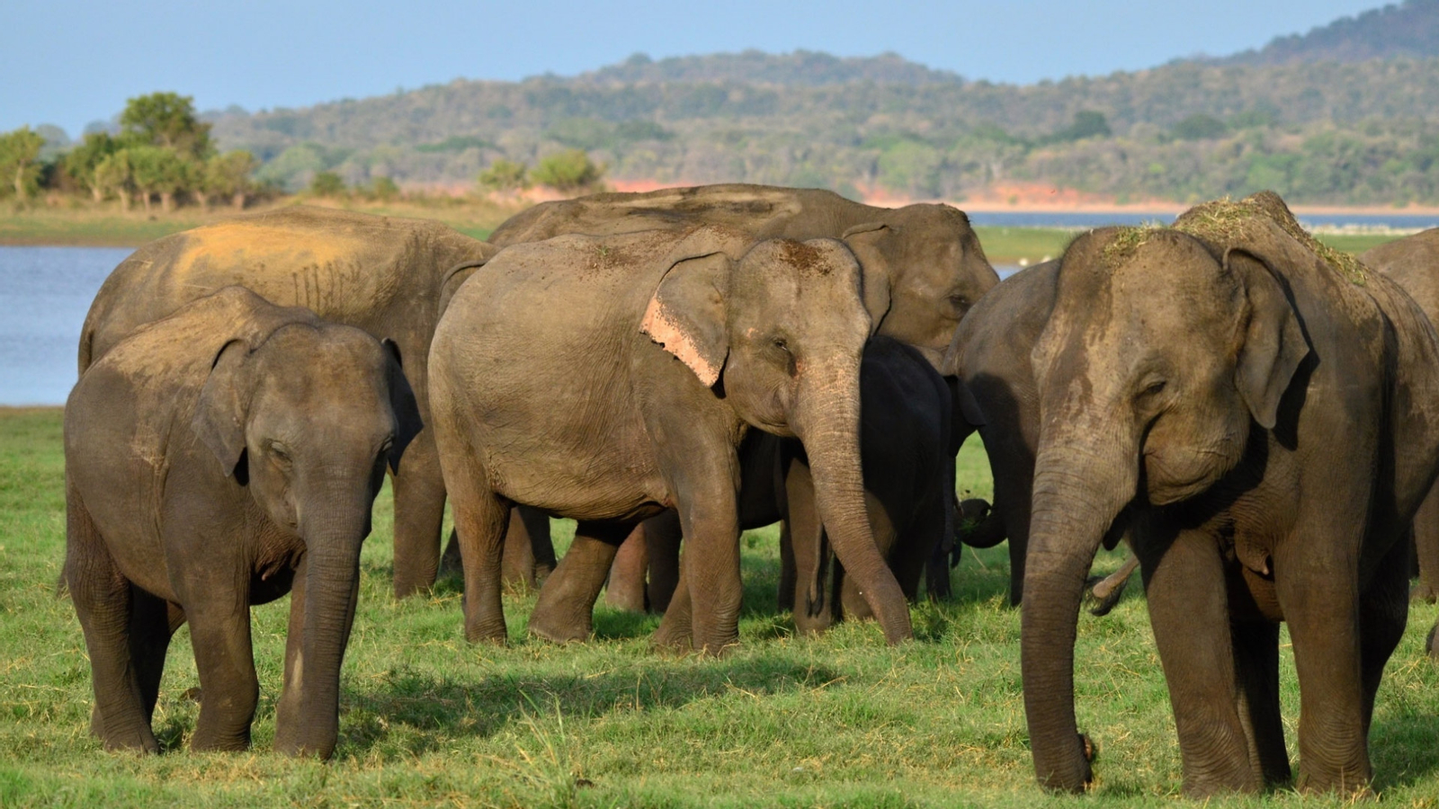 Minneriya National Park Safari Drive from Trincomalee hJIP4qef