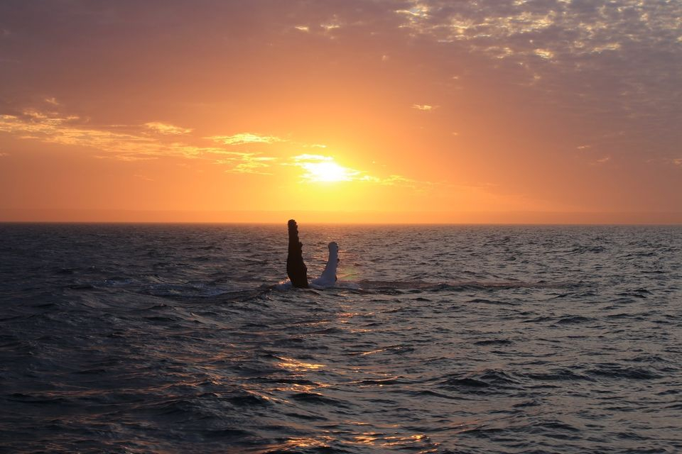 Sunset Whale Watching Cruise from Exmouth EJw58QpX-backdrop