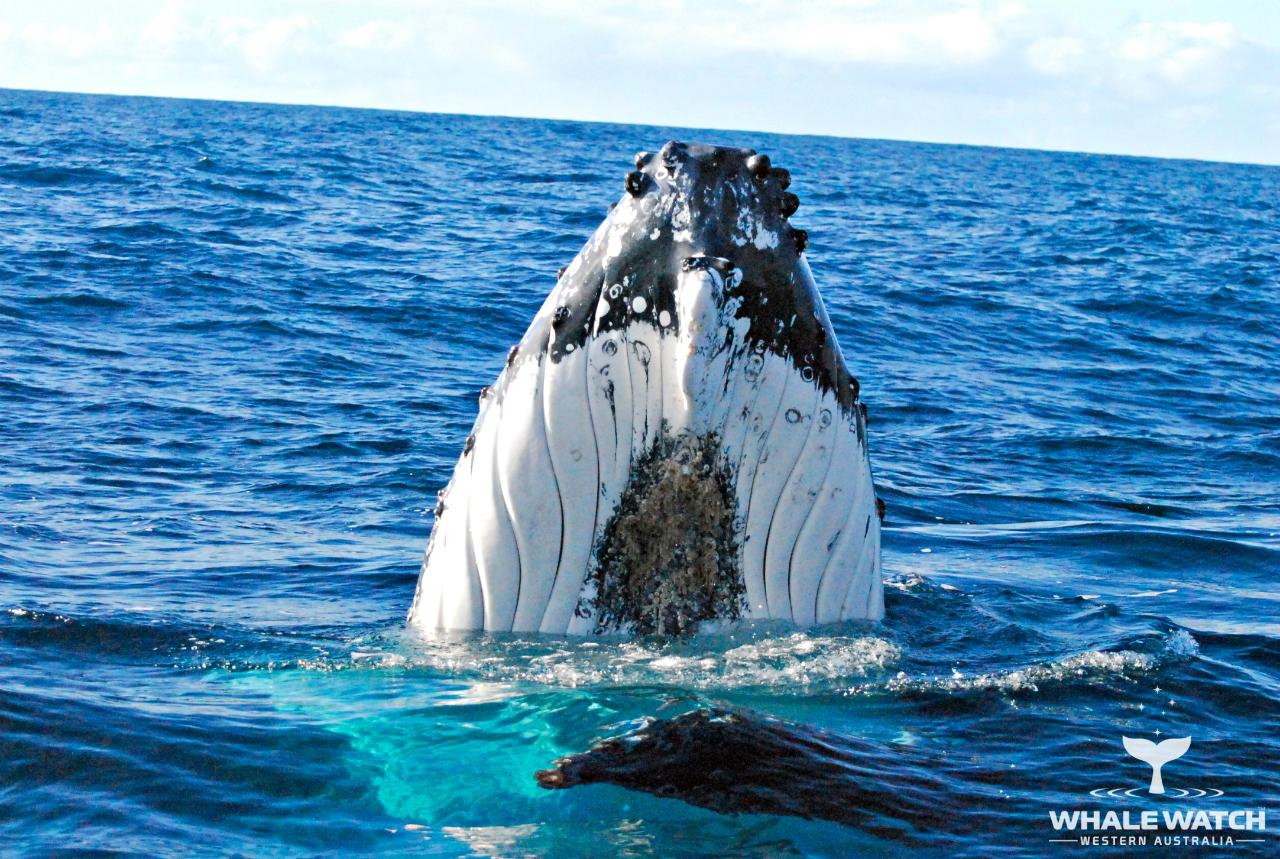 Whale Watching Experience from Perth xgpviENj