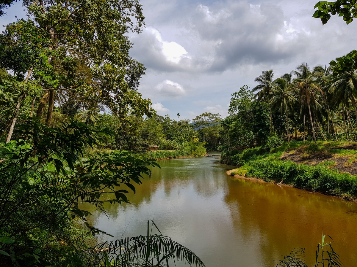 Sinharaja Forest Reserve Hike from Mirissa 35C9ozng