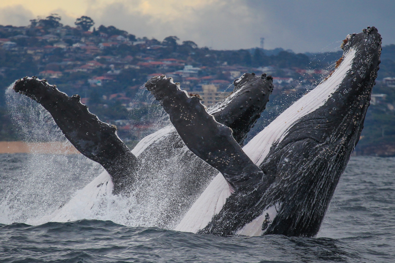 2.5-Hour Whale Watching Discovery Cruise on Sydney Harbour L7XMiI9X