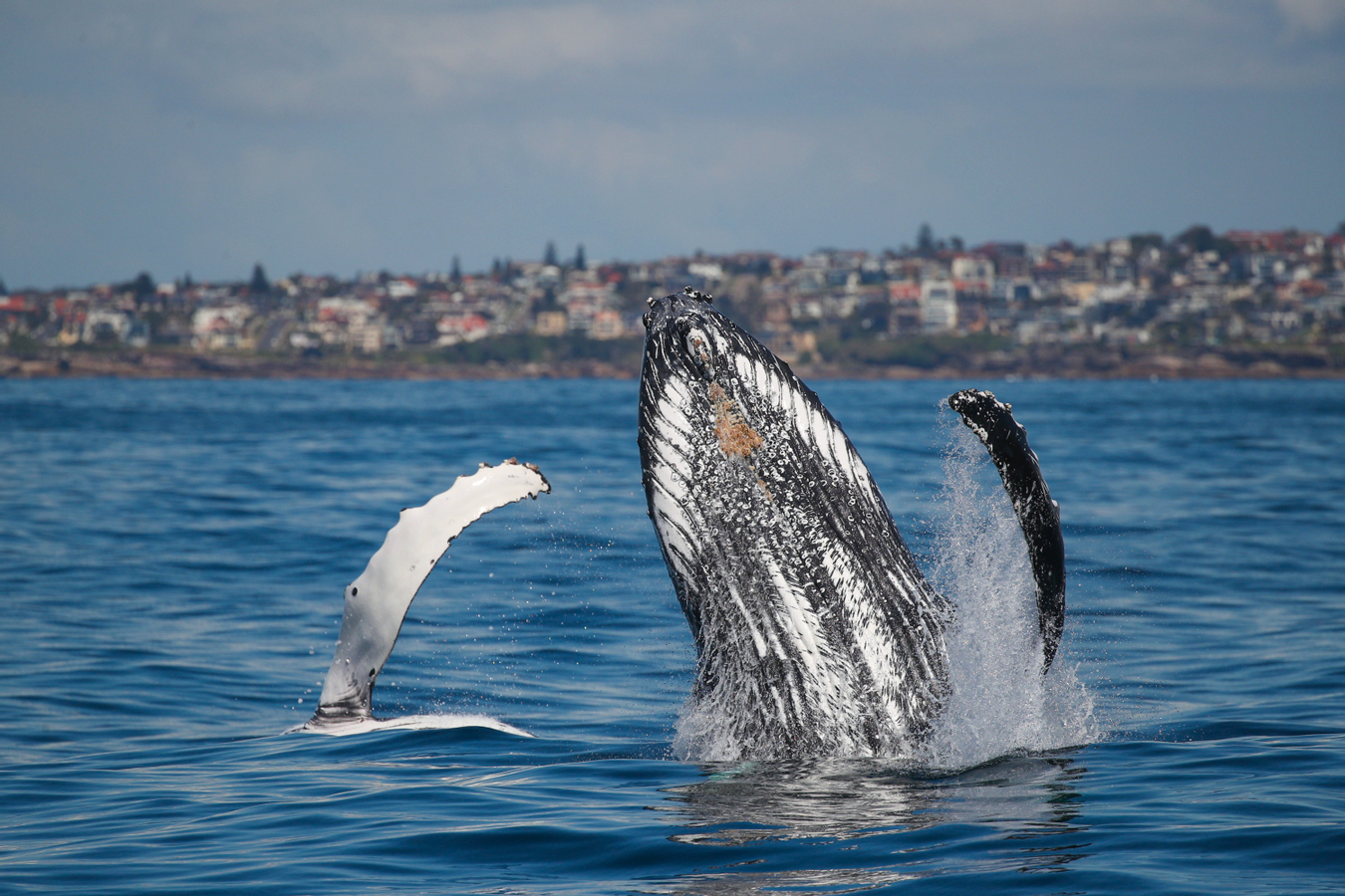 2.5-Hour Whale Watching Discovery Cruise on Sydney Harbour 3lLaespZ