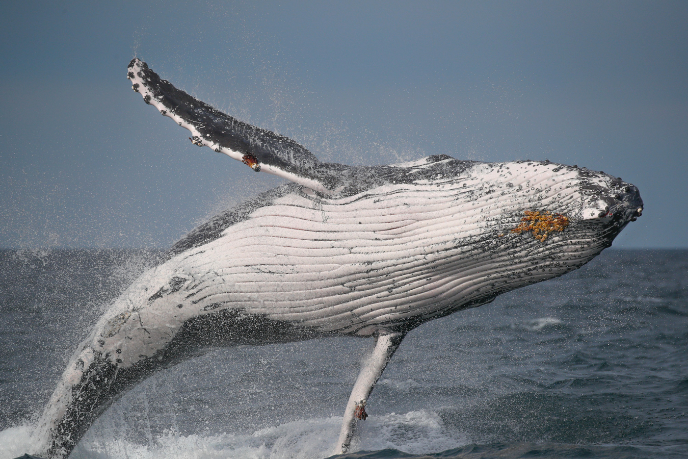 2.5-Hour Whale Watching Discovery Cruise on Sydney Harbour m21JY9bt