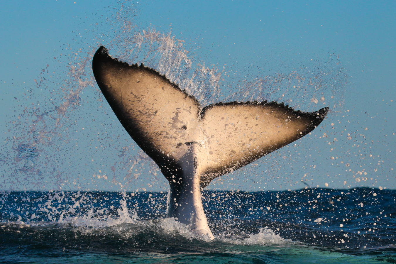 2.5-Hour Whale Watching Discovery Cruise on Sydney Harbour fxrevcxG