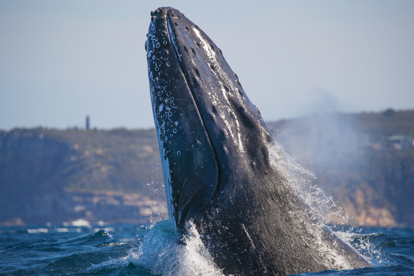 2.5-Hour Whale Watching Discovery Cruise on Sydney Harbour DEFaLuSq-backdrop