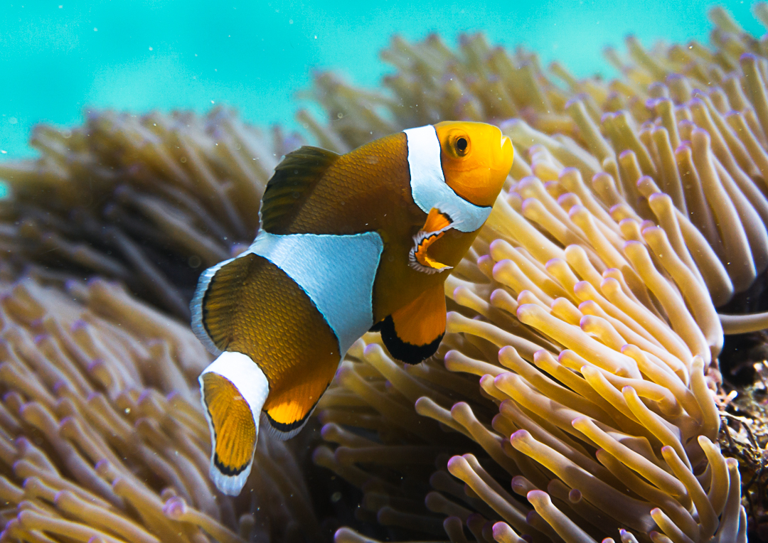 Pattaya Snorkel Adventure with PADI 5 Star dive center 89dodv5Y-backdrop