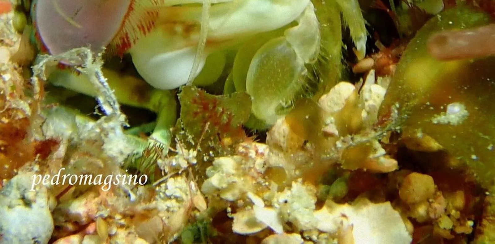 Puerto Galera Dive Mastery: Learn Scuba Diving with PADI 5* Center 9fPnQbBo