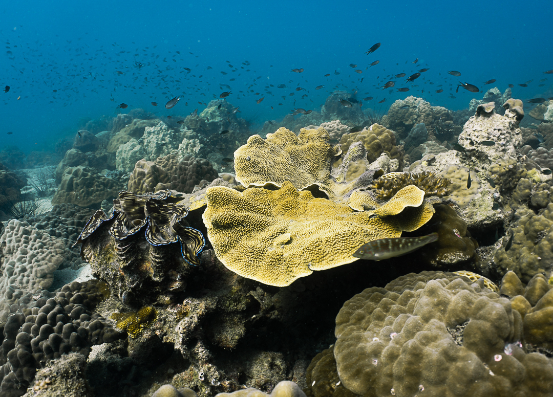 Pattaya Snorkel Adventure with PADI 5 Star dive center EIh2MWnt